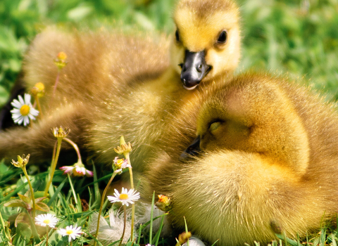 Yellow ducklings on flowery grass